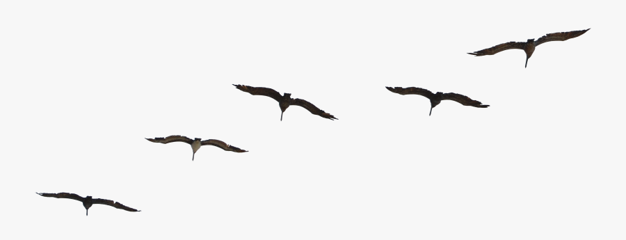 Bird Flight Gulls Brown Pelican Flock, Transparent Clipart