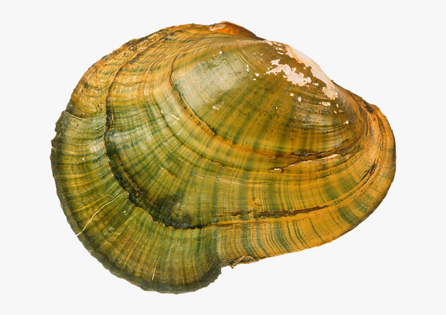 Transparent Clams Png - Macoma, Transparent Clipart