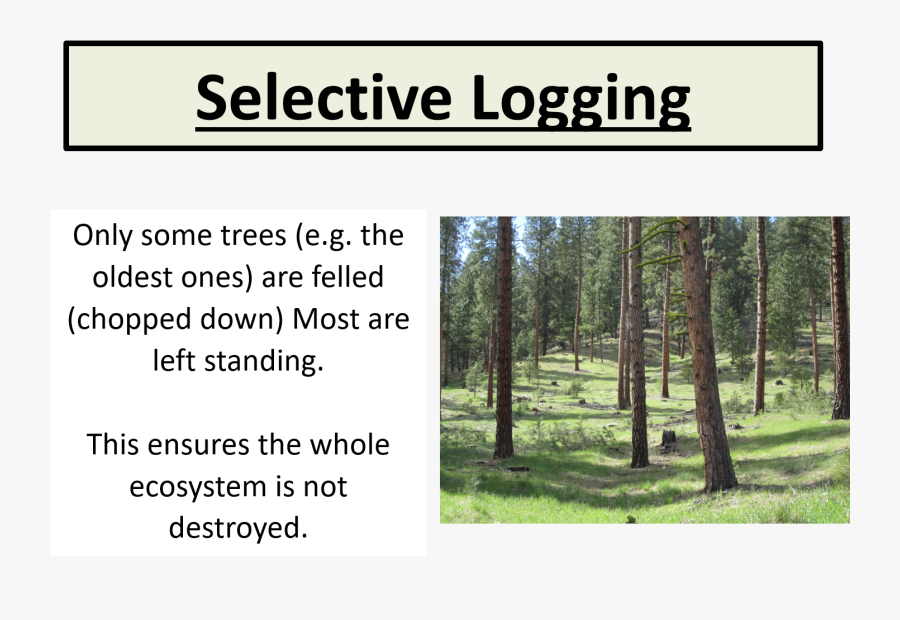 selective-logging-pros-cons-and-implementation-methods