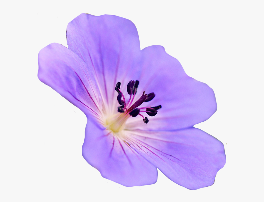 Purple Flowers Tumblr Transparent, Transparent Clipart