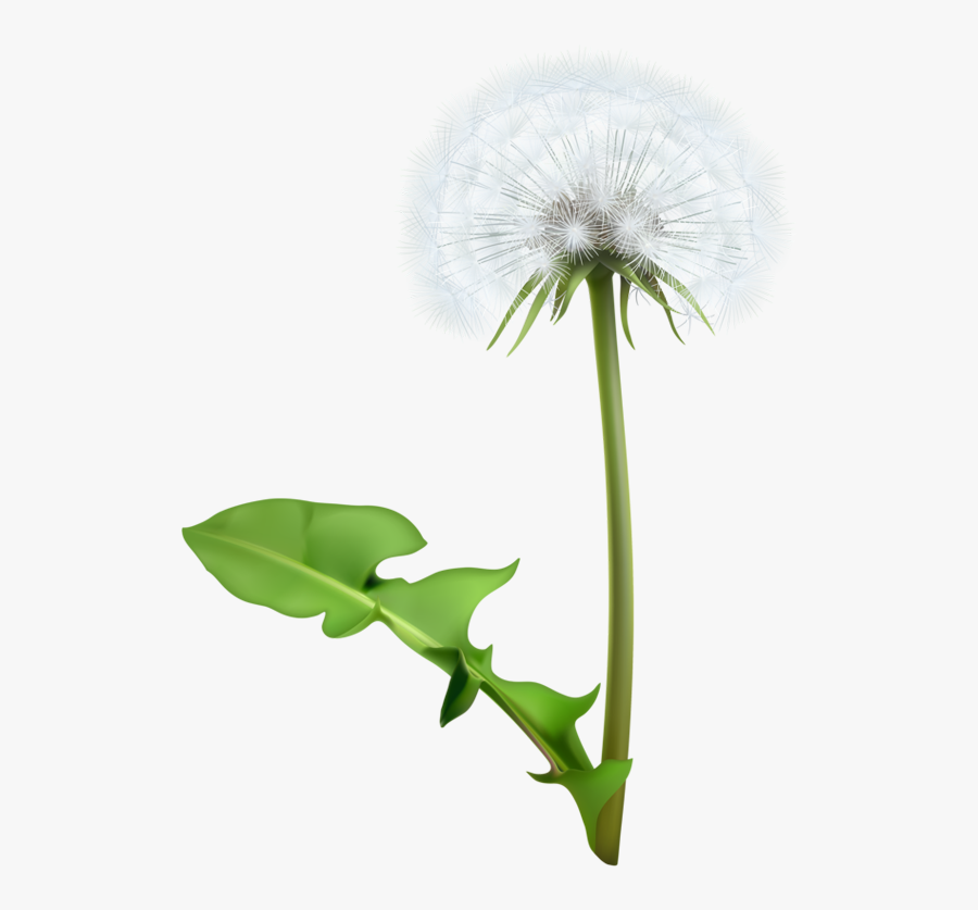 Download Common Dandelion Flower Clip Art - Dandelion Flower Vector ...