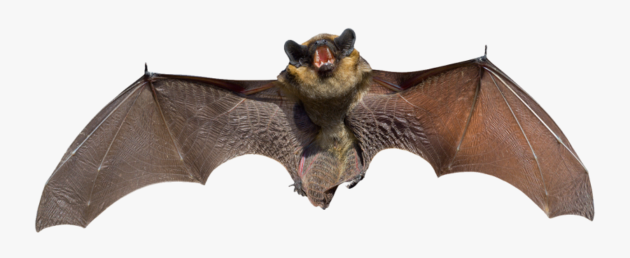 Bat Png - Bats Animal, Transparent Clipart