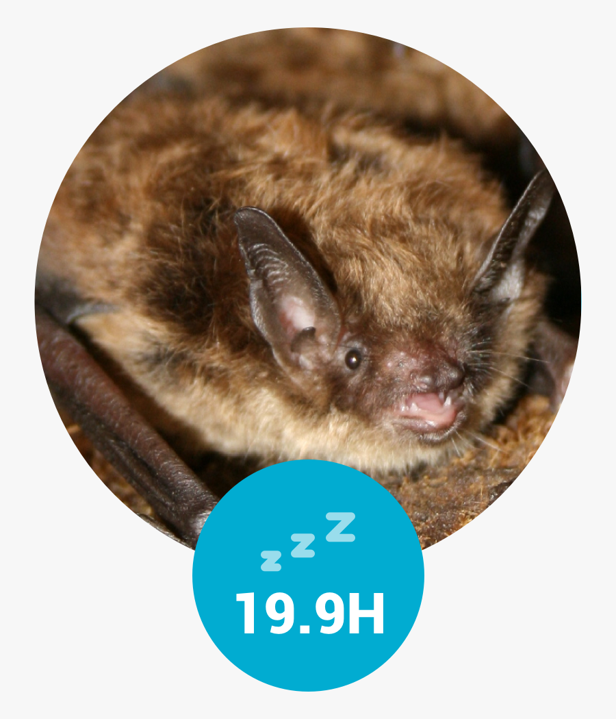 Transparent Vampire Eyes Png - Myotis Lucifugus, Transparent Clipart