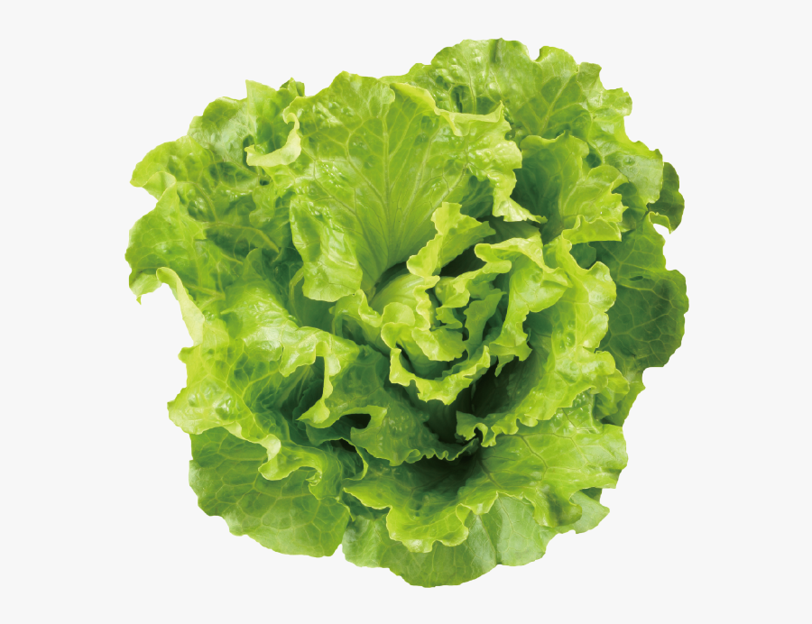 Transparent Romaine Lettuce Png - Head Of Green Lettuce, Transparent Clipart