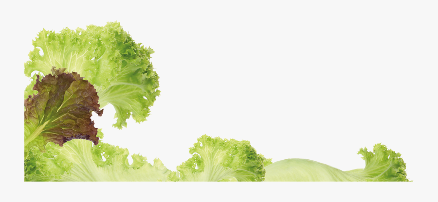 Photos Romaine Lettuce- - Romaine Lettuce, Transparent Clipart