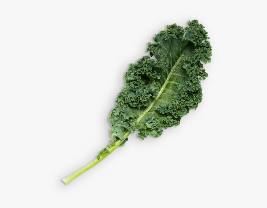 Kale - Lacinato Kale, Transparent Clipart