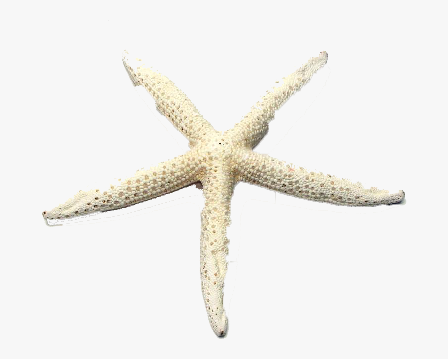 Starfish Png Image File - Starfish, Transparent Clipart
