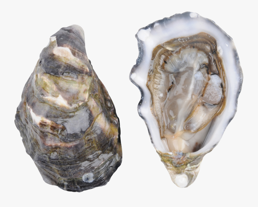 Clip Art Seattle Oyster Co Allyn - Oyster Png , Free Transparent
