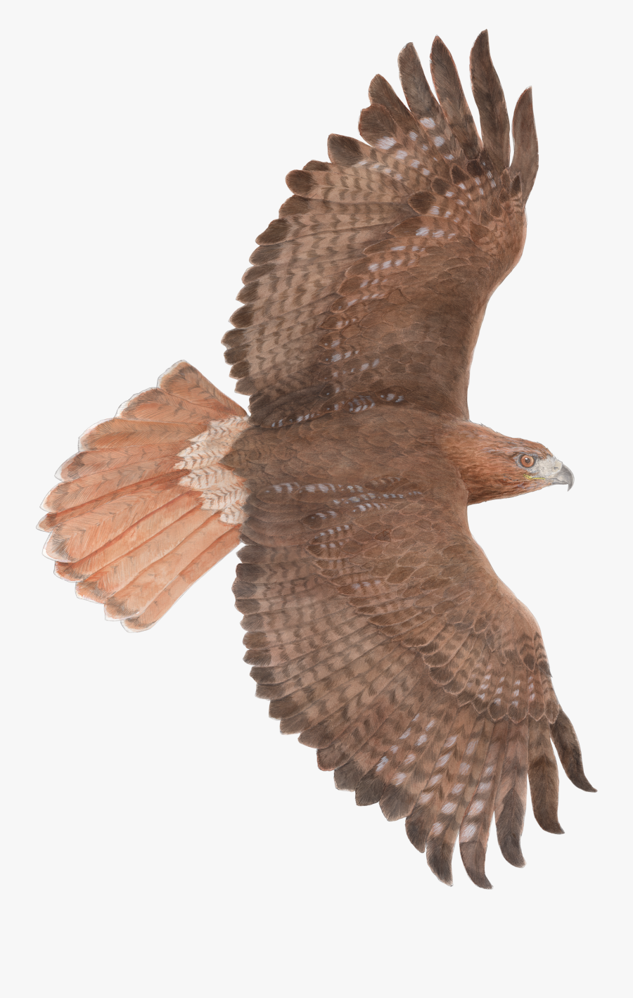 28 Collection Of Red Tailed Hawk Flying Drawing - Red Tailed Hawk Illustration, Transparent Clipart