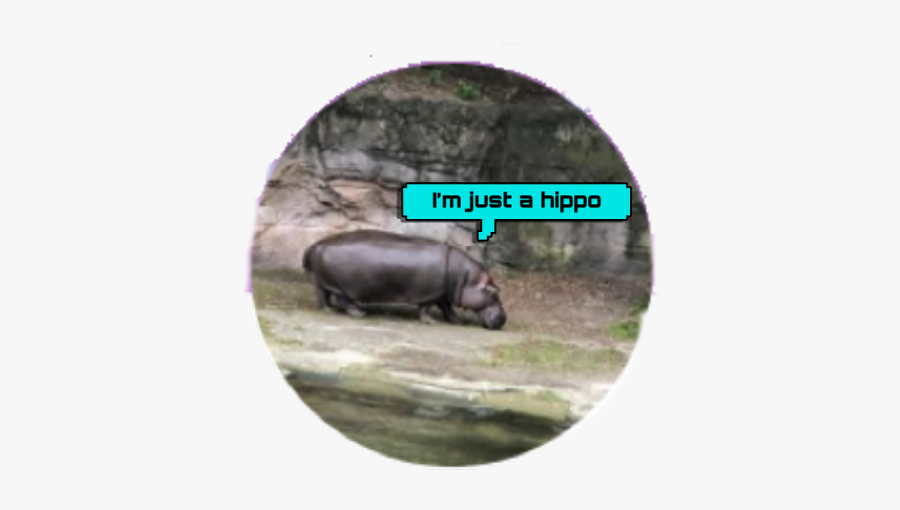 Hippopotamus, Transparent Clipart