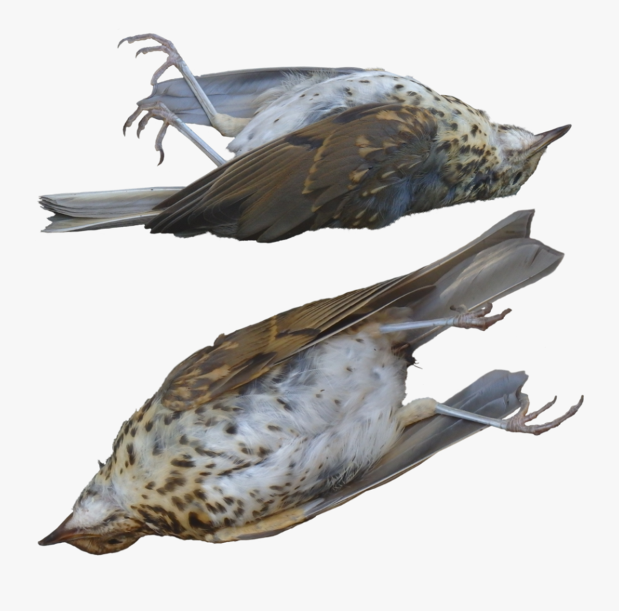 Hawk Clipart Two - Dead Bird Transparent Background, Transparent Clipart