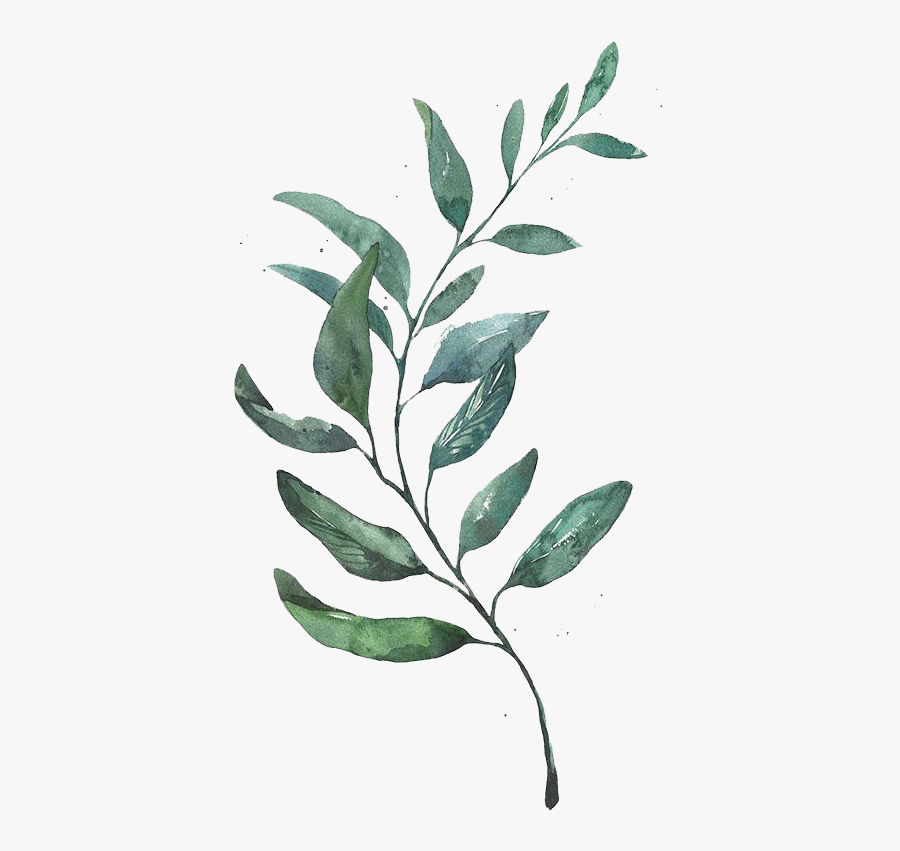Watercolor Painting Drawing Leaf Printmaking - Watercolor Eucalyptus Leaves Png, Transparent Clipart