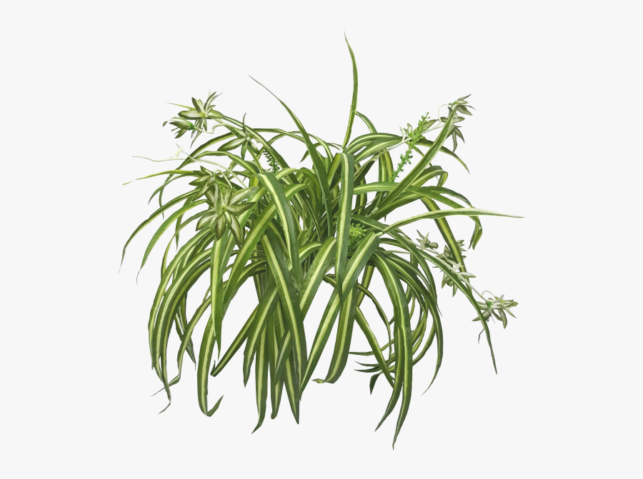 Chlorophytum Comosum De La Nasa Aire Limpio De Estudio - Transparent Spider Plant Png, Transparent Clipart