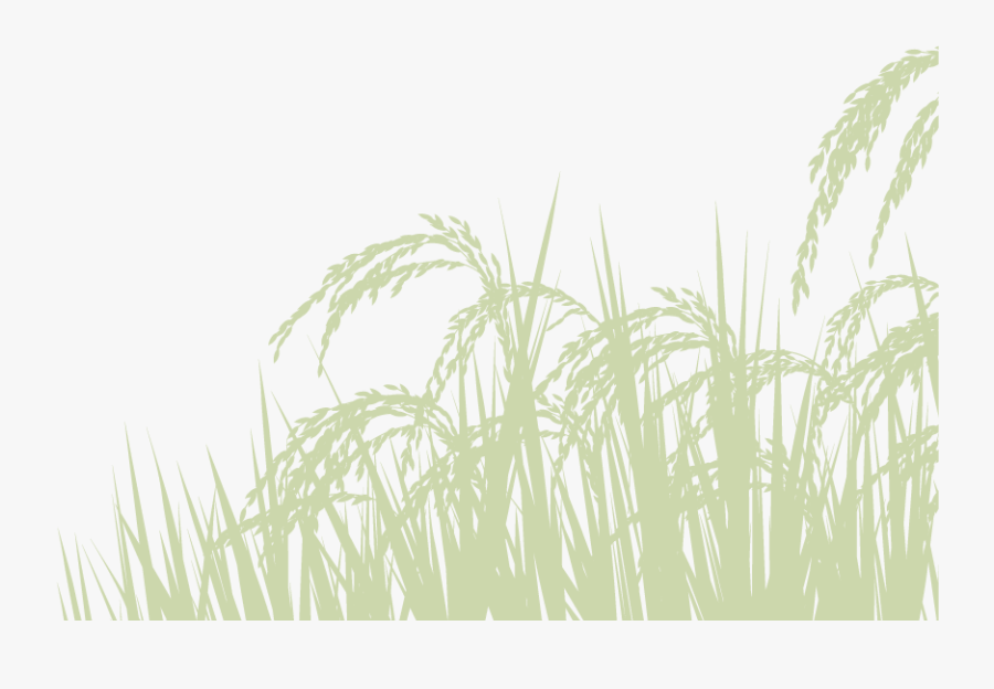 Phragmites, Transparent Clipart