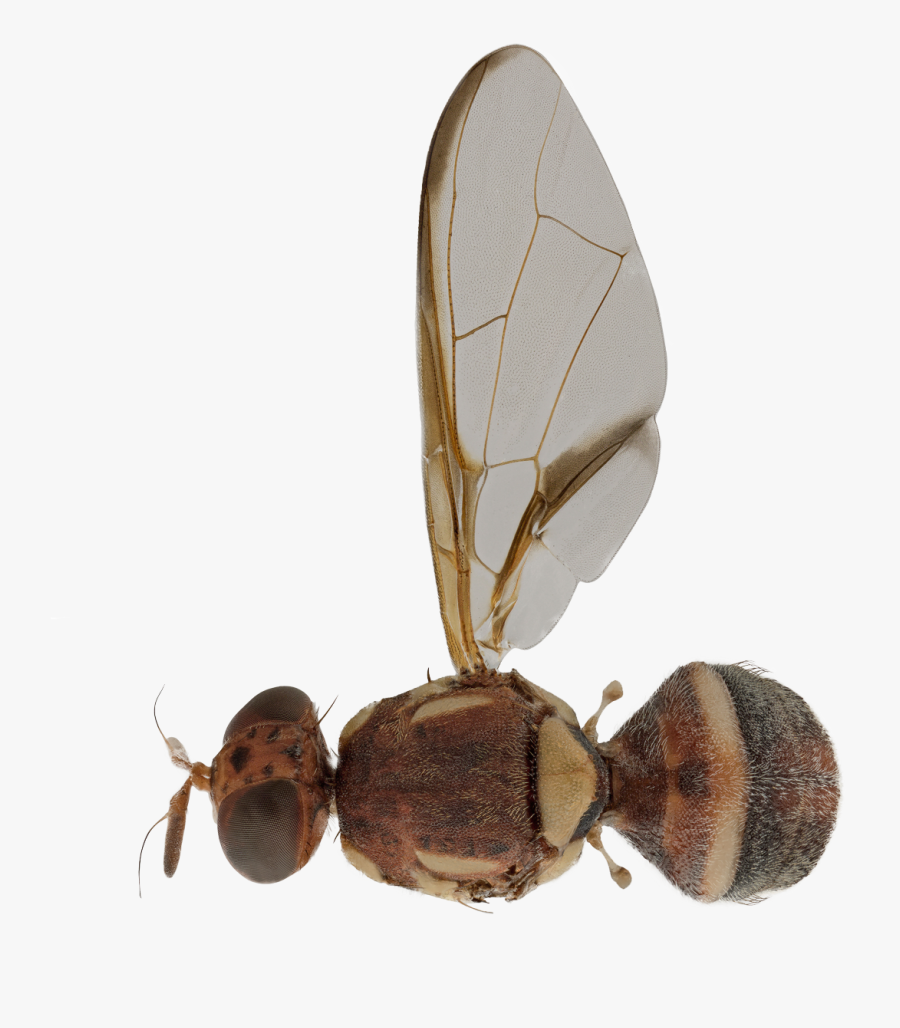 Fruit Fly Bactrocera Tryoni - Bactrocera Frauenfeldi, Transparent Clipart