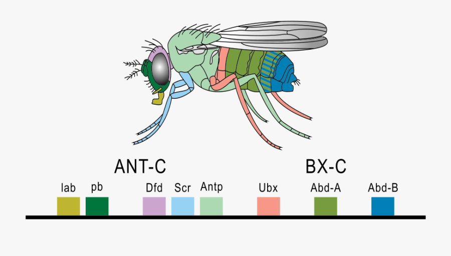 Fruit Fly Hox Genes - Hox Gene, Transparent Clipart