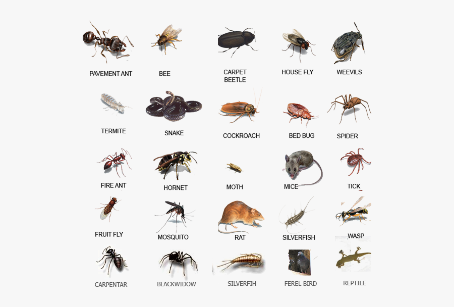 Common Pests , Free Transparent Clipart - ClipartKey