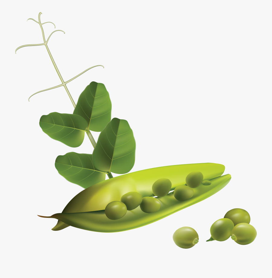 Pea Plants With Transparent Background - Pea Plant No Background, Transparent Clipart