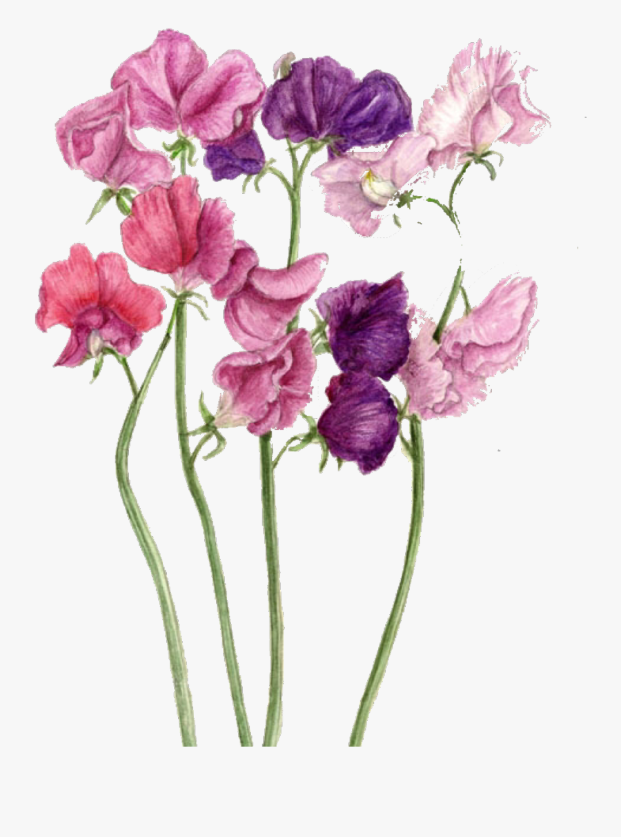 Drawing Sweet Pea Sweet Peas Botanical Painting , Free Transparent