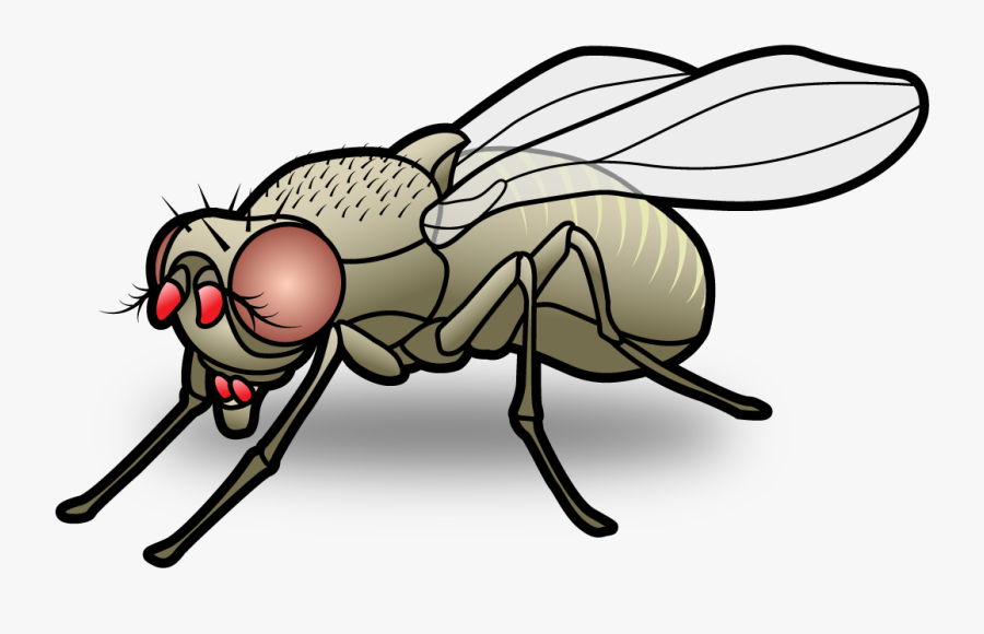 Fly Cartoon Png - Cartoon Fly Image Png, Transparent Clipart