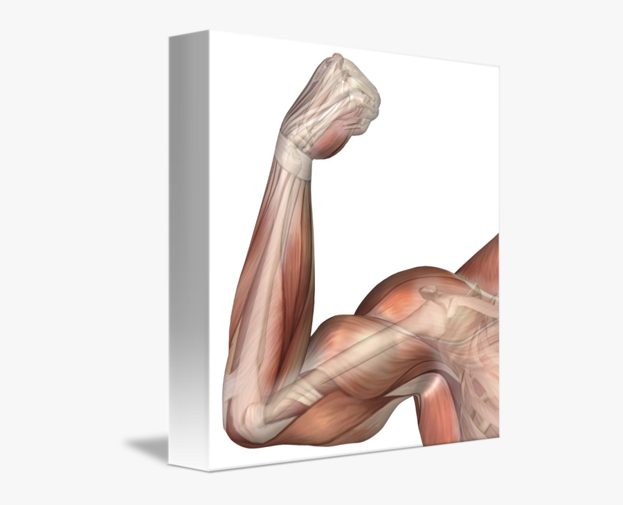 Illustration Of A Flexed - Bicep Flexed, Transparent Clipart