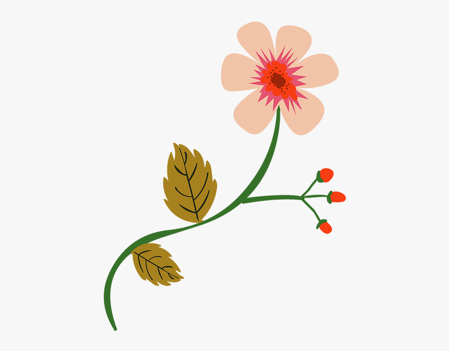 African Daisy, Transparent Clipart