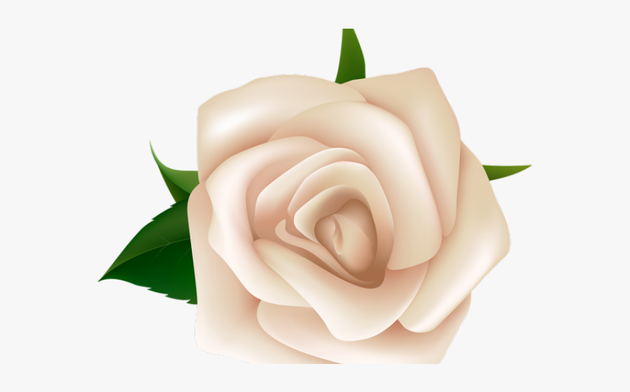 Clip Art White Rose Png, Transparent Clipart