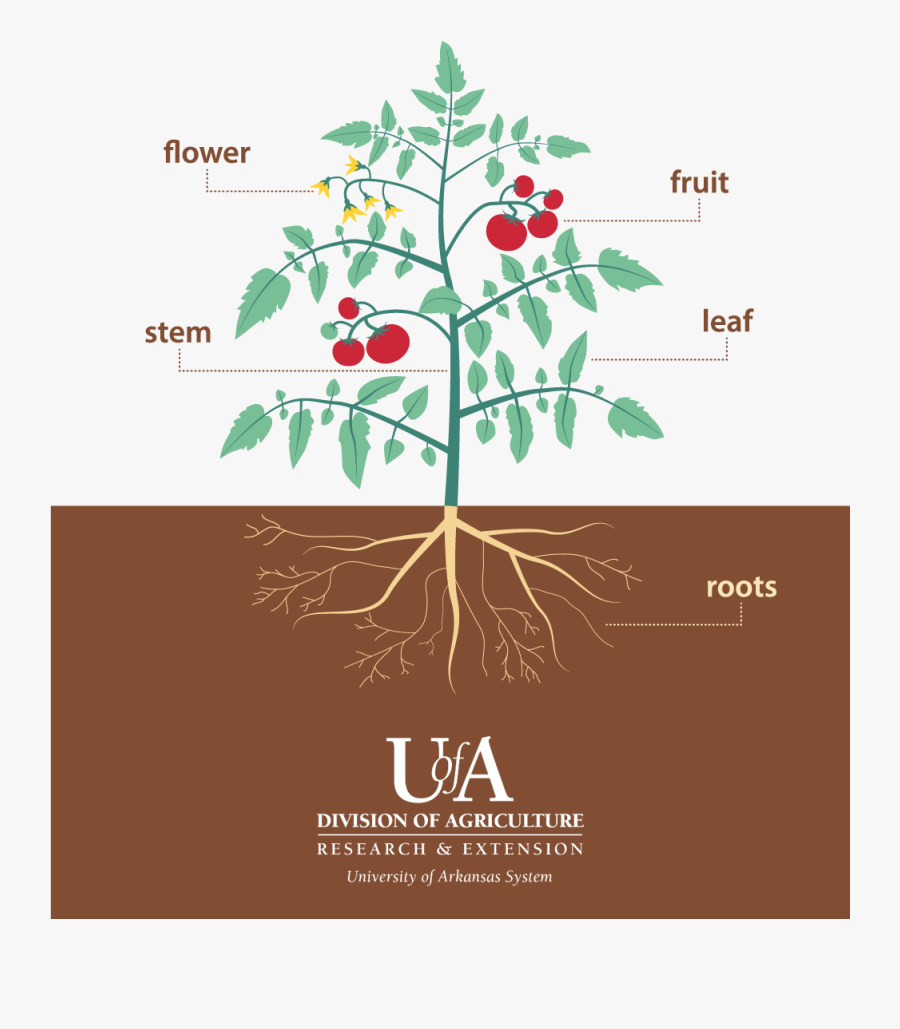 Parts Of A Tomato Plant Png - Parts Of Tomato Plant, Transparent Clipart