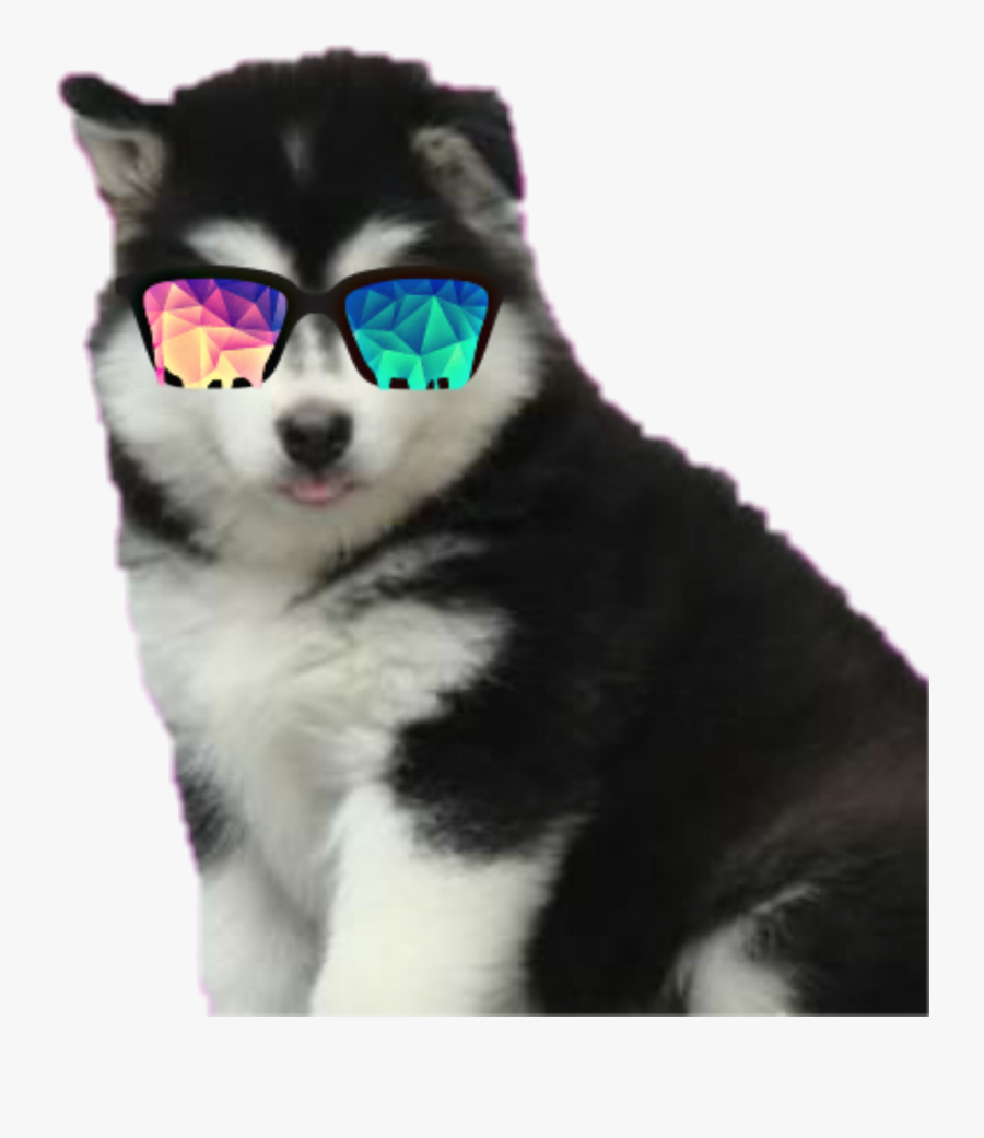 Clip Art Husky With Glasses - Hình Nền Chó Alaska Con, Transparent Clipart