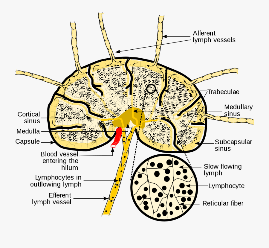 Lymph Node D Pharmacy 1st Year B Pharm First Sem - Efferent And Afferent Lymphatic Vessels, Transparent Clipart