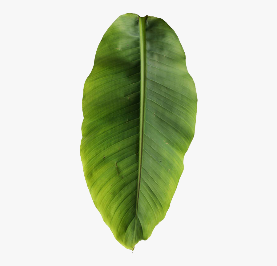 Basjoo Musa Leaf Banana Leaves Free Transparent Image - Banana Tree Leaf Png, Transparent Clipart