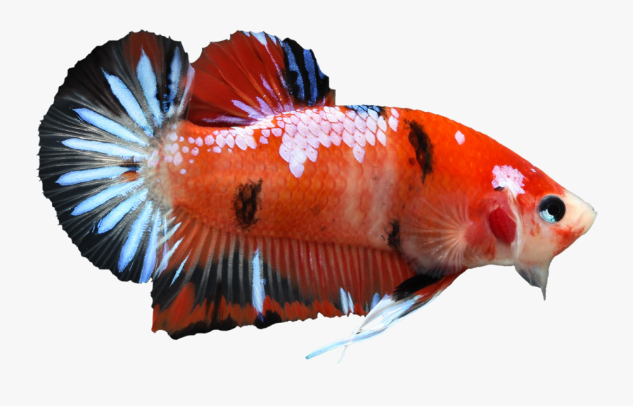 Betta Clipart Transparent Background - Siamese Fighting Fish Koi, Transparent Clipart