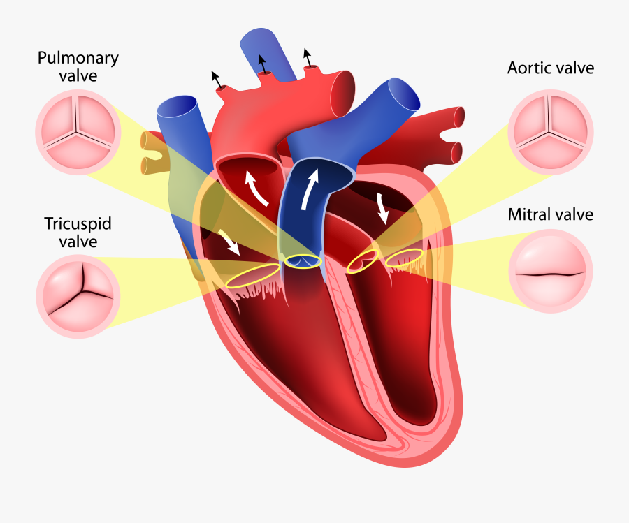 Heart Valves, Transparent Clipart