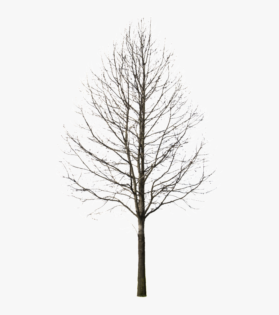 Silhouette Winter Tree Png , Free Transparent Clipart - ClipartKey