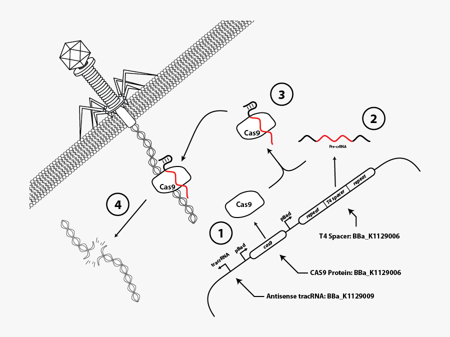 Bacteria Immune System Crispr, Transparent Clipart