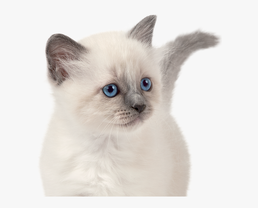 Clip Art Siamese Cat Birman Thai - Sacré Birmanie Png, Transparent Clipart