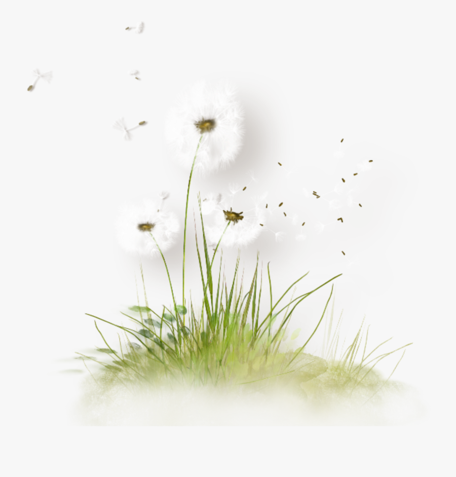 #dandelion #seeds #blowing #freetoedit - Blowing Transparent Background Dandelion Png, Transparent Clipart