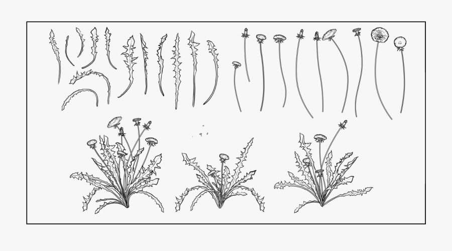 Dandelion Black And White Lineart - Line Art, Transparent Clipart