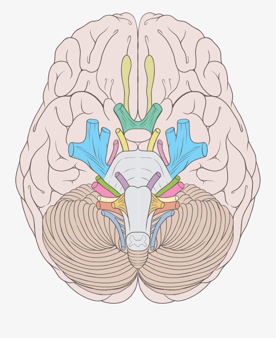 Cranial Nerves Labeled, Transparent Clipart