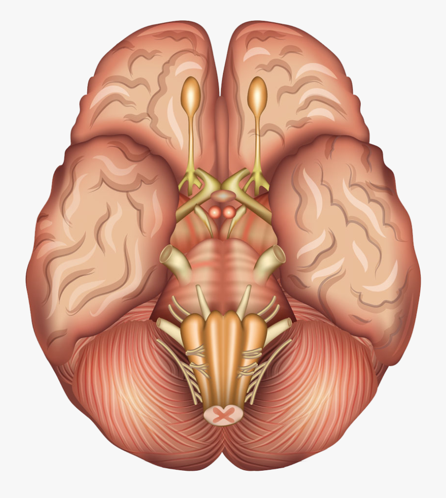Human Brain Anatomy Sagittal Plane Pituitary Gland - Pituitary Gland Human Brain, Transparent Clipart