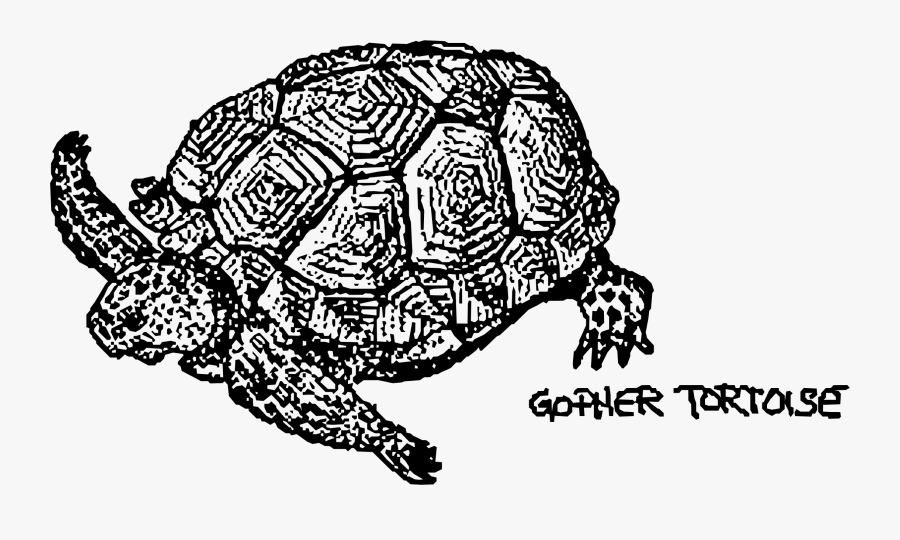 Big Image Png - Turtle Clip Art, Transparent Clipart