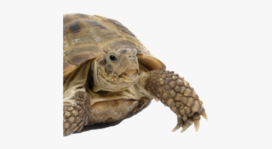 Tortoise Png Transparent Images - Nicolas Cage On A Turtle, Transparent Clipart