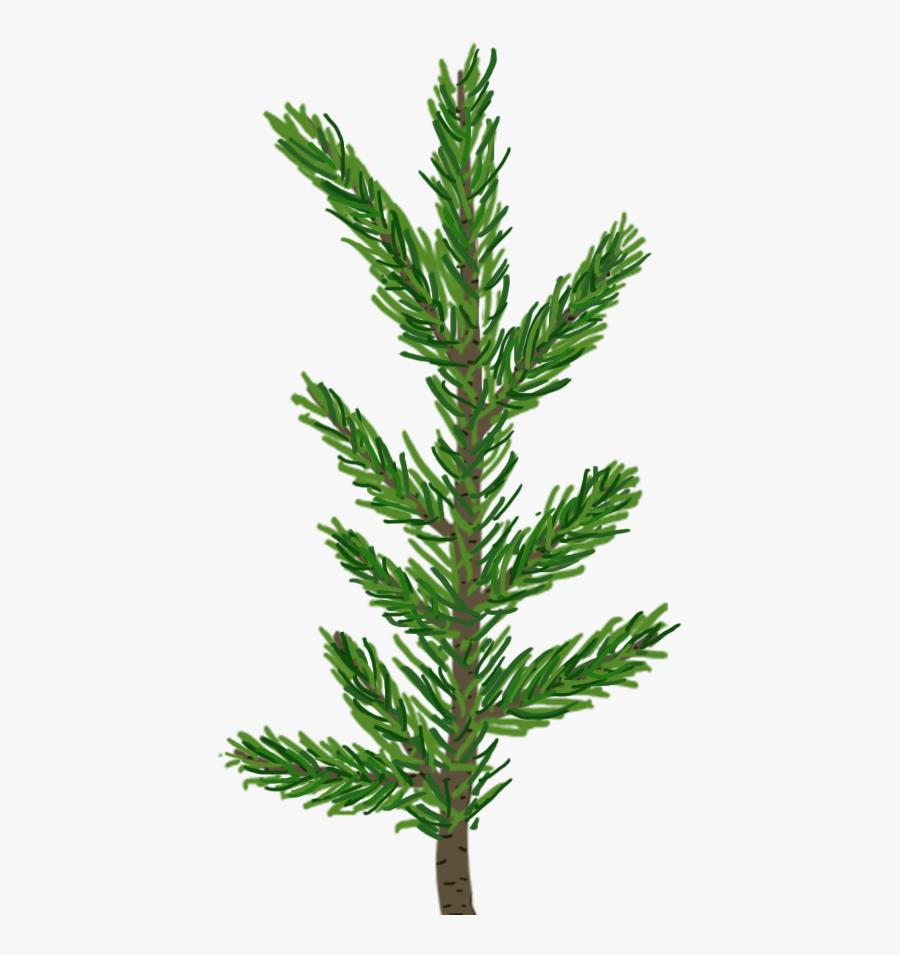Png Pine Branch - Pine Tree Leaf Png, Transparent Clipart