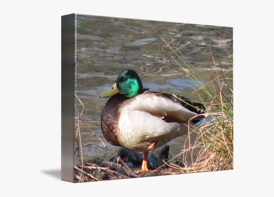 Clip Art Mallard Duck Photographs - Mallard, Transparent Clipart