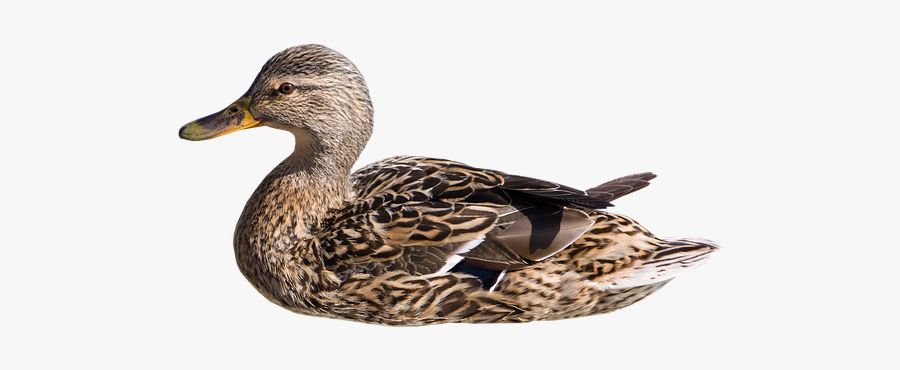 Wild Duck, Swim, Hen, Isolated, Mallard, Duck, Bird - Pato Nadando Png, Transparent Clipart