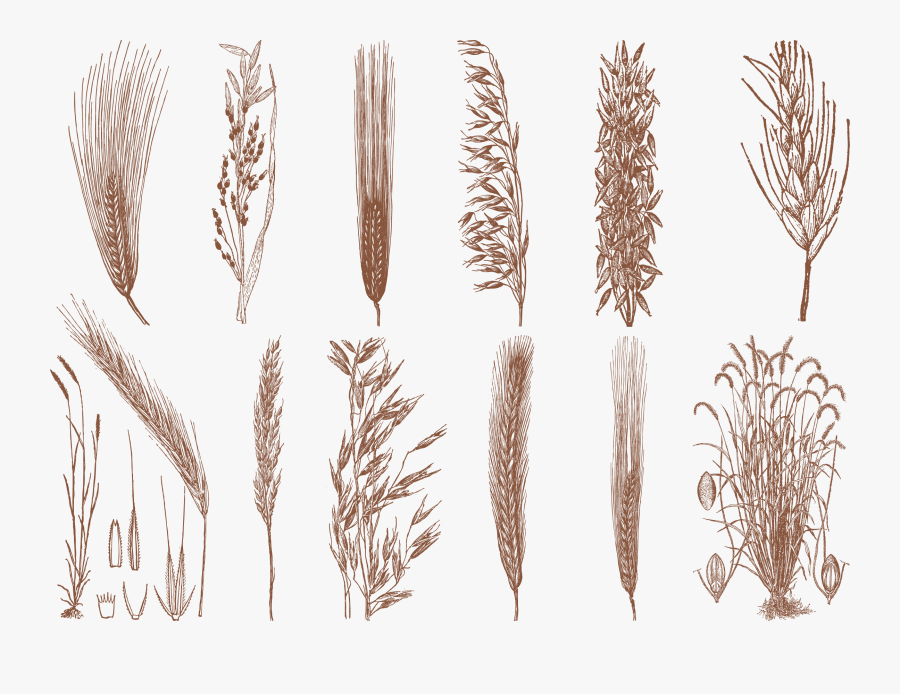 Drawn Wheat Oat Plant - Rice, Transparent Clipart