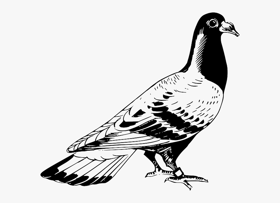 Homing Pigeon English Carrier Pigeon Columbidae Drawing - Pigeon Clipart Black And White, Transparent Clipart