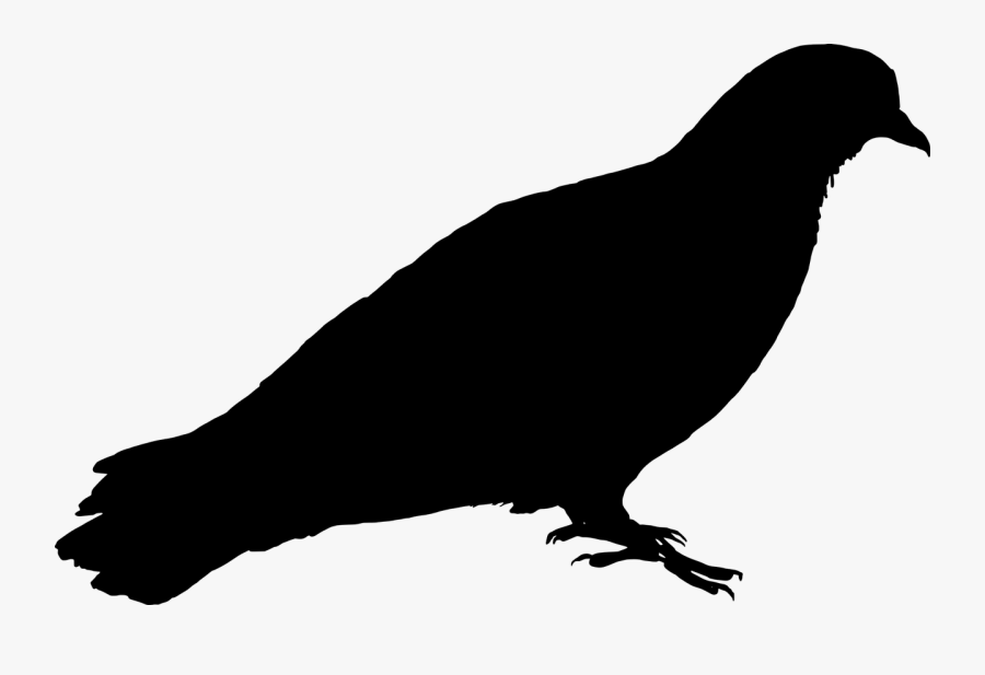 Feral Pigeon Bird Pigeon Free Picture - Pigeon Silhouette Png, Transparent Clipart
