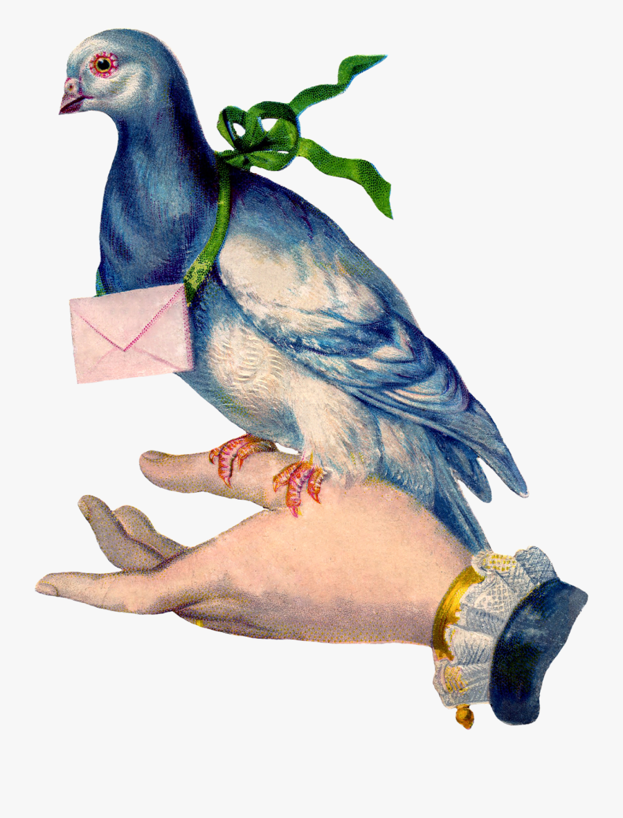 Pigeons Used For Communication, Transparent Clipart