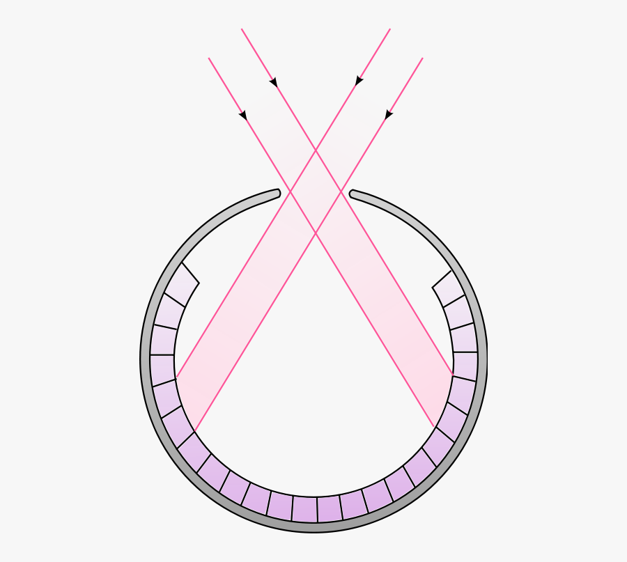 Schematic Cross Section Of A Pinhole Eye - Nautilus Pinhole Camera Eye, Transparent Clipart